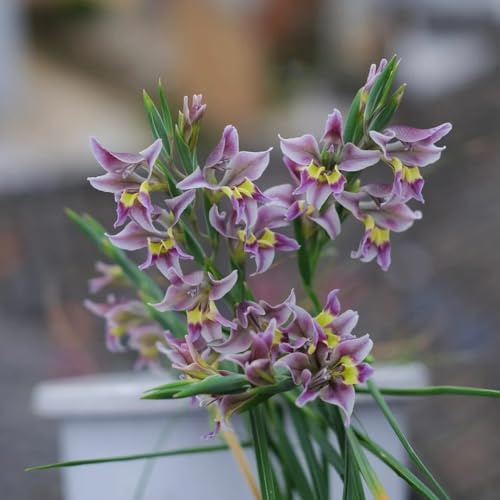gladiolen - deko zimmerpflanzen winterhart gartendeko für draußen 15zwiebeln