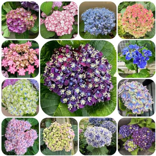 semillas de hortensia resistentes - cobertura del suelo perenne jardín balcón 120pcs