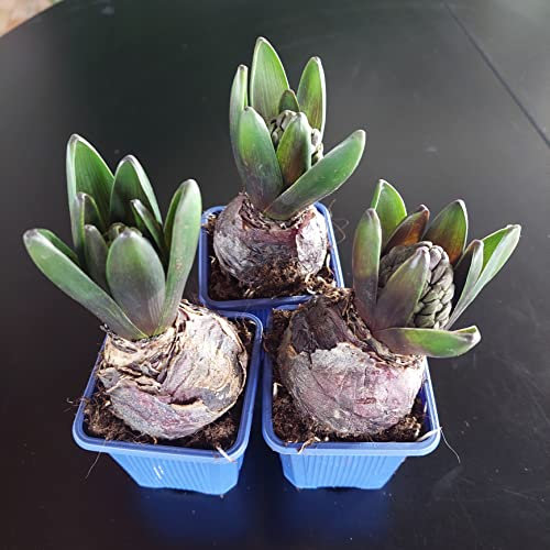 Generico Giacinto Bulbo su vaso 7cm in confezione da 3 pezzi