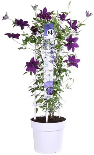 Clematis Natural Enredadera de Exterior Perfecta para Principiantes