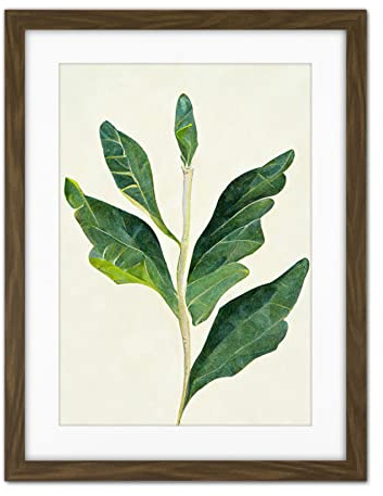 Doppelganger33 LTD Detail of Rubber Fig Plant Botanical Illustration Artwork Framed Wall Art Print 18X24 inch