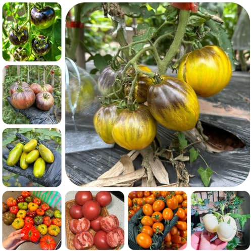 tomatensamen alte sorten, hochbeet bodendecker winterhart mehrjährig 120pcs