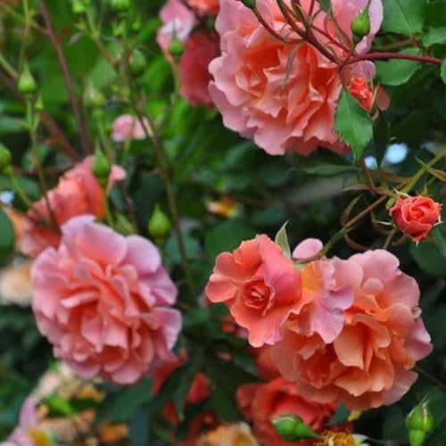 rosal semillas de de balcón Rosa chinensis Decoración sala estar con camas elevadas balcón, inusuales resistentes en macetas al aire libre 750semillas