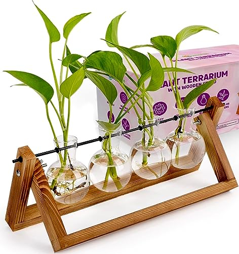 Solis Plus Terrarium de plantes avec support en bois – Support de terrarium en bois avec 4 pots de fleurs en verre pour plantes d'intérieur – Support de plantes d'intérieur pour plantes d'intérieur,