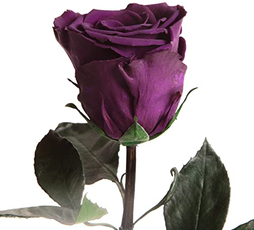 Rose eterne, viola scuro, 30 – 35 cm, resistenti fino a 3 anni, da regalare e per decorare idee regalo per uomini, per compleanno, con rose infinite, regalo per uomo (viola scuro)