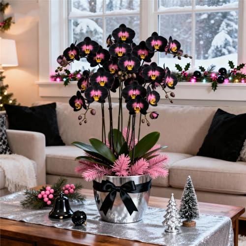 Cymbidium Orchid bulbi,perenni,Orchidea del cymbidium,Ambiente paesaggistico,Decorazione del giardino,cymbidium pianta vera(non fiori artificiali)-8pc-D