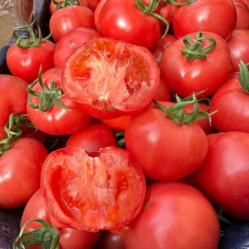 tomatensamen alte sorten, winterharte garten, gemüsebeet balkon bio 30pcs