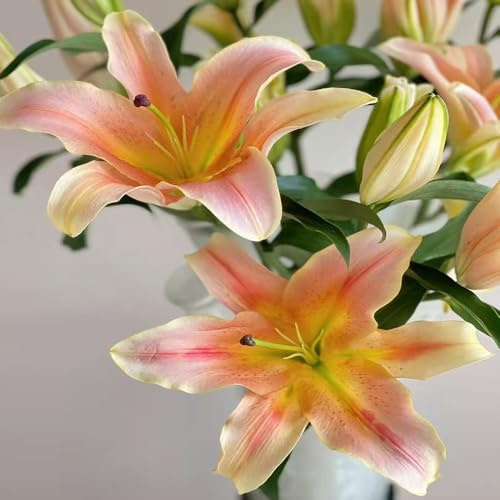 gigli primaverili, resistenti in vaso semi di giglio semi di selvatici da ombra da balcone recisito sul balcone giardino ornamentali per luoghi 40semi