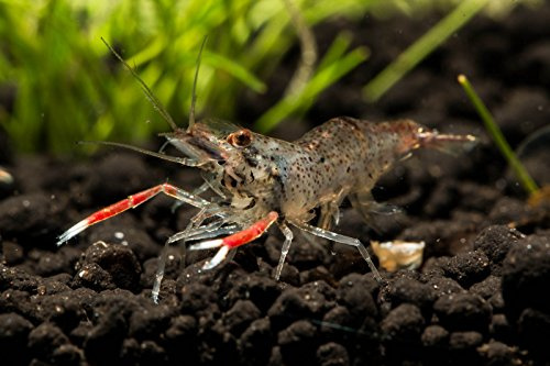 Garnelen Tom Macrobrachium sp. Red Claw (DNZ) (Planarienfresser), 5 Stück