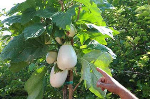 Portal Cool 30 Semillas de Solanum torvum (Ãrbol berenjenas tomate)