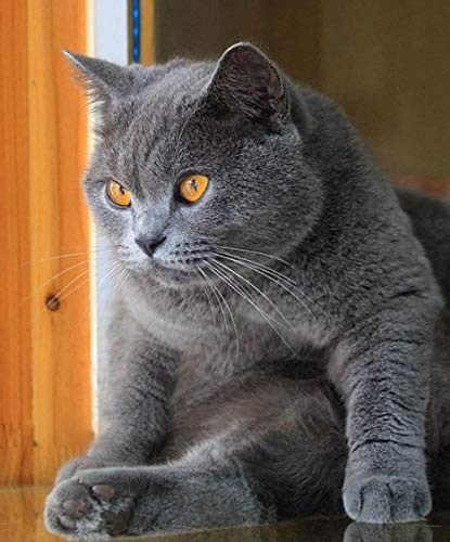 Malen nach Zahlen für Erwachsene Kinder Britisch Kurzhaar Katze DIY Ölgemälde Digitales Malen nach Zahlen Kits auf Leinwand Dekoration Geschenk