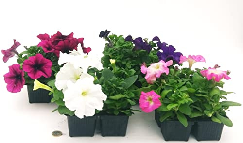 POWERS TO FLOWERS - CALIBRACHOA, PETUNIA, POTUNIA, SURFINIA VIOLA, ROSA, BIANCA e BLU, 16 PIANTE, piante vere