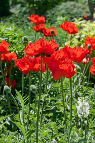 Papaver orientale 'Rembrandt' 9x9 cm Topf – Winterhart, Mehrjährig, Pflegeleicht – Orientalischer Mohn – Staude für Beet & Rabatte
