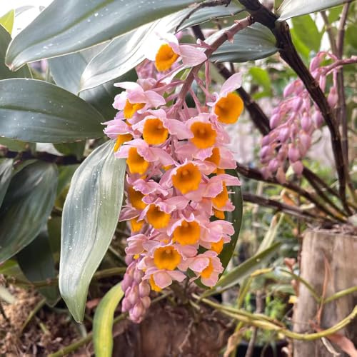 semi di orchidea dendrobium, da balcone estremamente resistenti 800pcs
