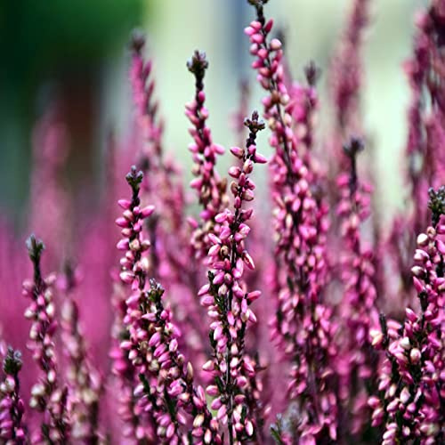 Scottish Heather Seeds Calluna vulgaris 3,600 by Pretty Wild Seeds