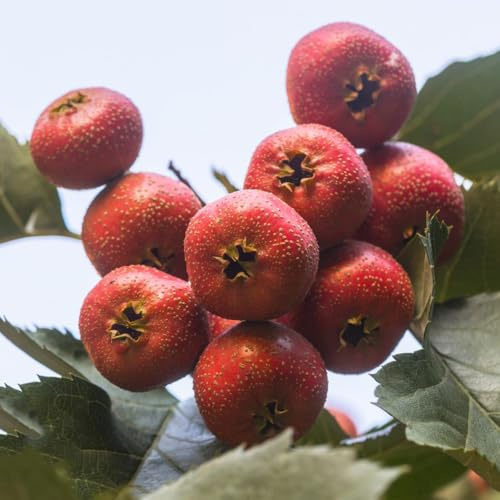 weißdorn säulenobstbäume, exotische winterhart weißdorn anzucht, obstbäume winterharte garten grünpflanzen 150samen