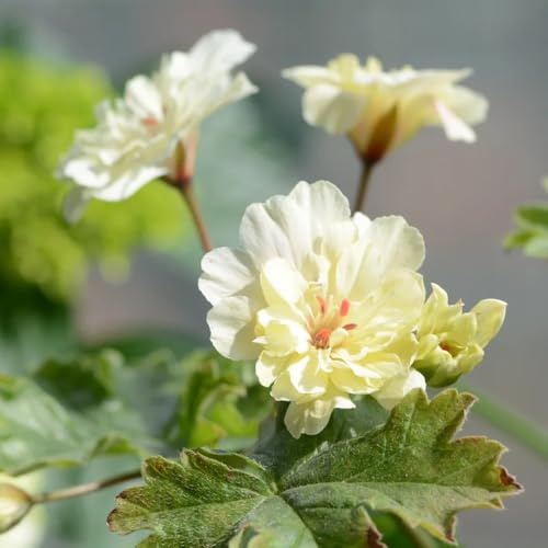 semi di geranio pelargonium appesi, giardino, d'appartamento da balcone resistenti, recisi decorazioni, luoghi soleggiati 400pcs