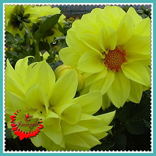Original semi Confezione 30 giallo della dalia Forte A202 profumato giardino
