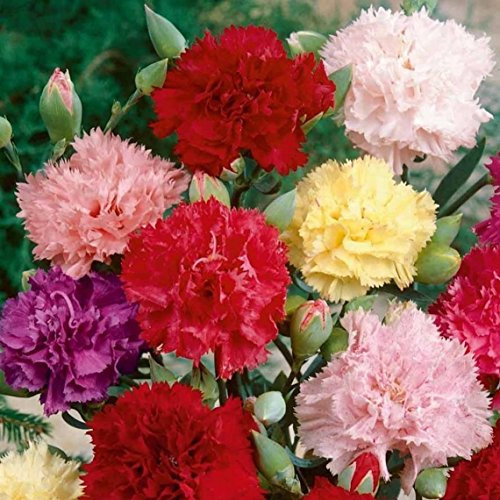 500 Carnation Chabaud Mix Seeds - 500 Mixed Colour Cottage Garden Seeds