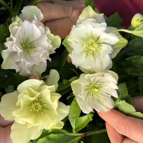 christrose gartenkräuter bonsai topf dekopflanzen blumensamen kaufen frühlingsblumen kräutersamen gartendeko für draußen christrosen blumendeko winterharte stauden dauerblüher 250samen