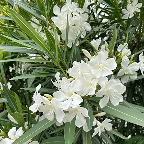oleandro decorazioni da giardino per esterni oleandro semi di da giardino semi di come bomboniera resistenti decorazione in vaso resistenti in 3semi