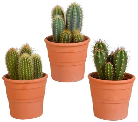 Cactus | Mezcla de cactus en columna en maceta de terracota | 3 piezas | varias variedades | Ø 13 cm | ↕ 18-23 cm | en maceta a juego | Plantas de interior de fácil cuidado