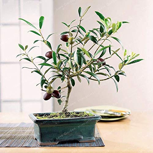 Bloom Green Co. Raro Mini Bonsái de Oliva Exótico Fresco Árbol Bonsái (Olea europaea) Bonsái de Olivo Suministros de Jardín 10 PIEZAS