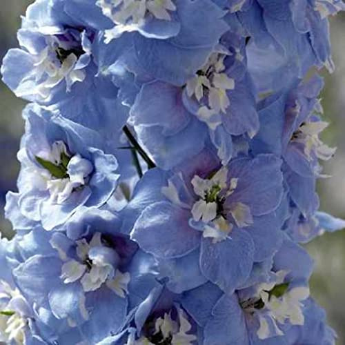 Vivai le Georgiche - Pianta vera di Delphinium Magic Fountain Sky Blue/White Bee Delfinio, Speronella - vaso Ø 14 cm