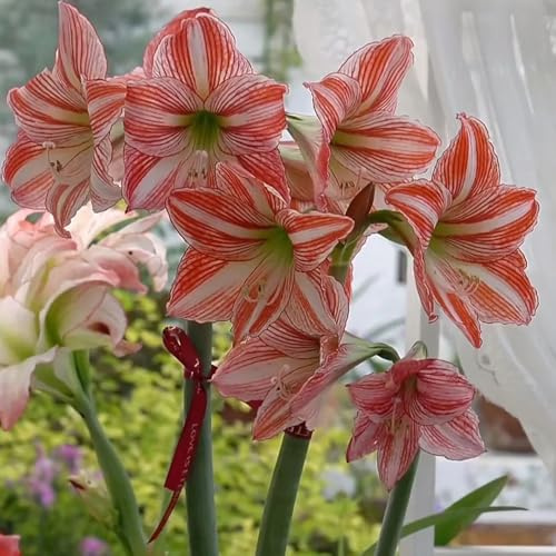 bulbi di amarilli, giardino hippeastrum roccioso sono resistenti da balcone 5pcs