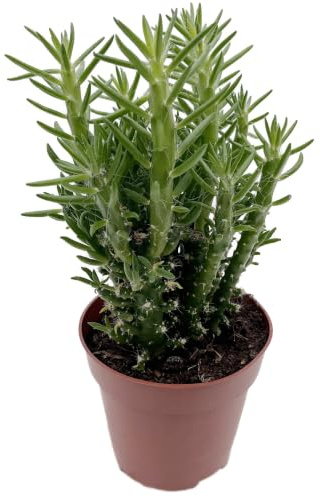 Fangblatt - Opuntia subulata - exotischer Kaktus im Ø 11 cm Topf - pflegeleichte Sukkulente