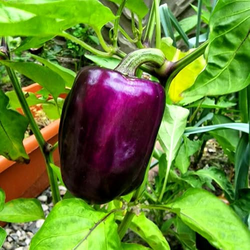 Sweet Pepper - Purple Violet Bell - 30 Seeds + Plant tag + Freebie - Sweet and Crunchy
