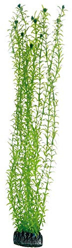 Hobby Lagarosiphon, 60 cm