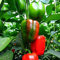 GEOPONICS 50+ YOLO WONDER POIVRON non-OGM des semences Heirloom Jardin Patio Container organique