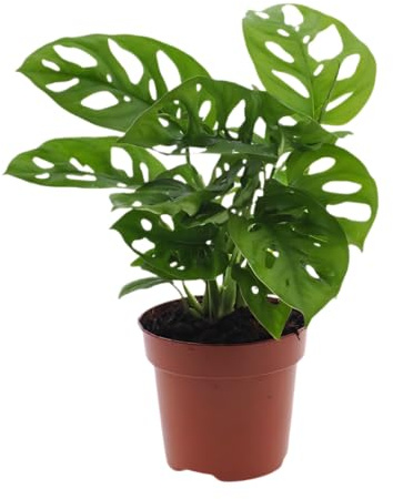 Monstera Oblique - Planta de mono, 40 cm de alto, diseño de hoja de mono, planta de interior y de oficina