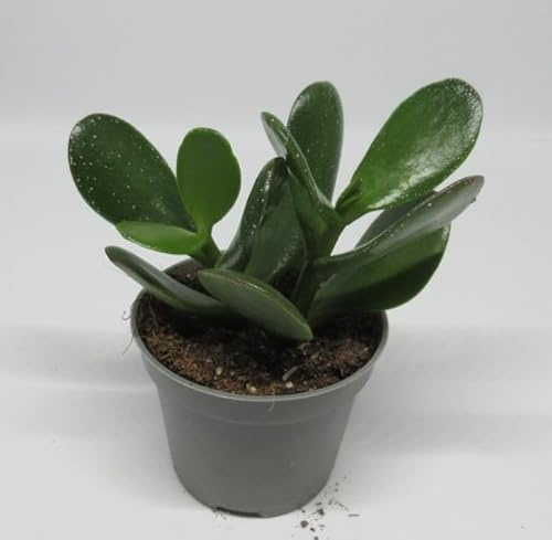 florari Crassula ovata/Geldbaum, Pfennigbaum