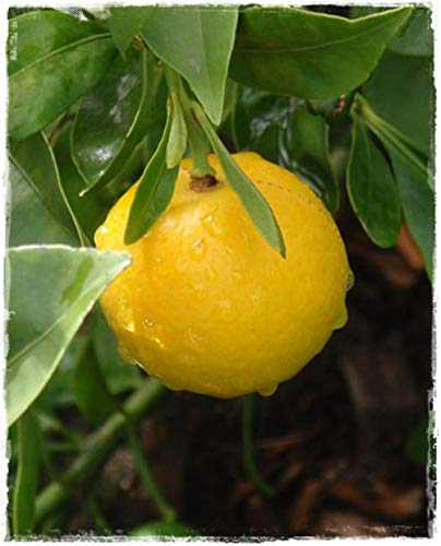 Planta de LIMEQUAT 'Citrus Aurantifolia x C. Fortunella' – en maceta: Ø 22 cm – H 80/90 cm