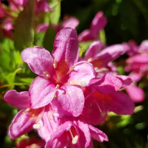 Weigela 'Flor Picobella Rosa' – Compact Shrub with Stunning Pink Flowers, Long Blooming Season, Ideal for Garden Borders and Containers – 1x 10 Litre Pot by Thompson and Morgan