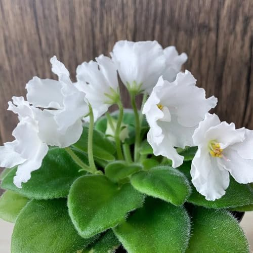 semi di violetta africana, ombra di violetta africana, esterno resistenti, primaverili esotiche 80pcs