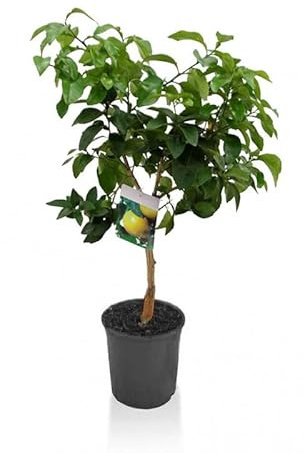 Pompelmo rosa Citrus Paradisi pianta di Agrumi di Sicilia in vaso ø22 cm Vivaio di Castelletto