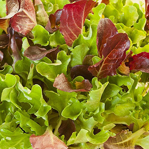 Heatwave Lettuce Seed Mix - 1 g Packet ~900 Seeds - Blend of Red & Green Heat Tolerant Leaf & Bibb Lettuces - Non-GMO Gardening Seeds