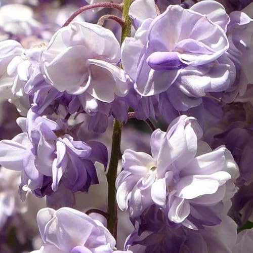 Glicine giapponese 'Violacea Plena' 50–60 cm Vaso – Wisteria floribunda 'Violacea Plena' – Fioritura viola doppia