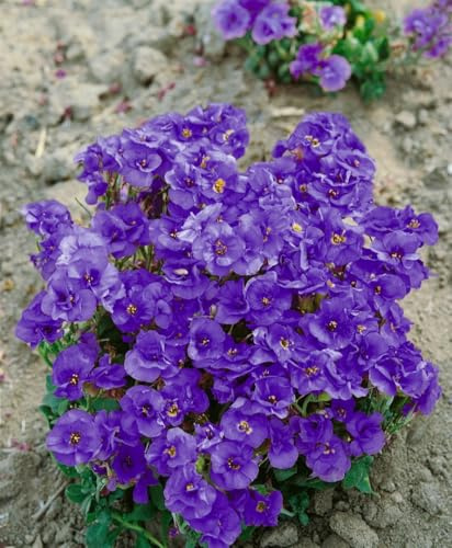 Aubrieta x cultorum 'Sauerland' 9x9 cm Topf – Winterhart, Immergrün, Pflegeleicht – Blaukissen – Bodendecker für Steingarten & Beetkante