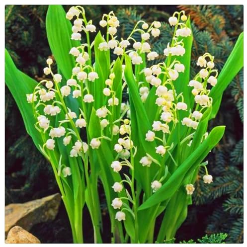 Bulbos de Lirio de los Valles - Campánulas Nacaradas y Fragantes - Follaje Lustroso y Elegante - Ideal para Sombra Fresca-15 Bulbos