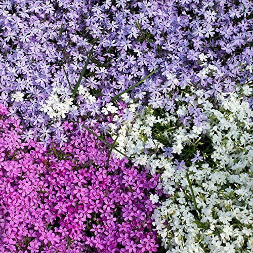 flox di selvatici esotici semi di phlox decorativo balcone in vaso balcone recisi rampicanti, 225semi