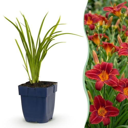 Plantas Hemerocallis Autumn Red, Jardín, Rojo, Pack de 3, Maceta 11cm