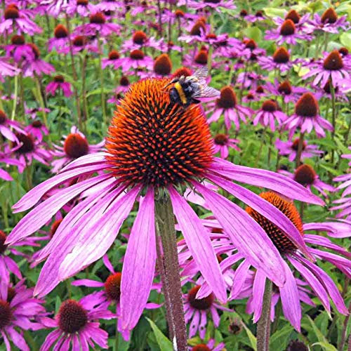 200 Purple CONEFLOWER Flower Seeds Echinacea purpurea Purple coneflower Hardy Perennial 200 Fresh Flower Seeds