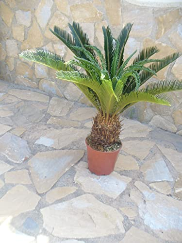 Cyca revoluta, pianta grande, ca. 75-85 cm (totale) alta e ampia corona attira l'attenzione
