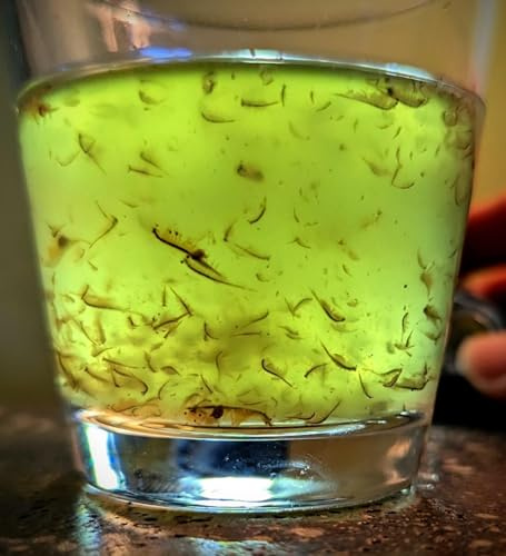 Live Brine Shrimp by Demeter Bio, 12.5g Mixed Size brine Shrimp Shipped in 32oz of Liquid - Arrive Alive Guarantee