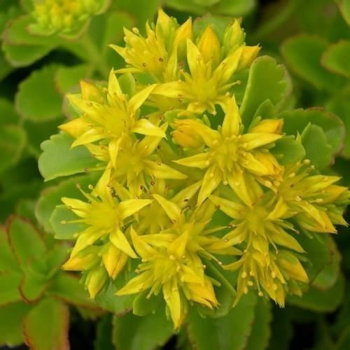 50 Semillas Semi Sedum giallo Sedum suculente (Sedum Ellacombianum)