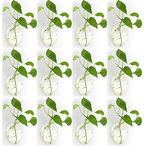 12 Pièces Murales Suspendues Planteurs de Verre Pot - Eau Plantation Vases Air Fleur Vase Plante Terrariums Conteneur de Plantes
